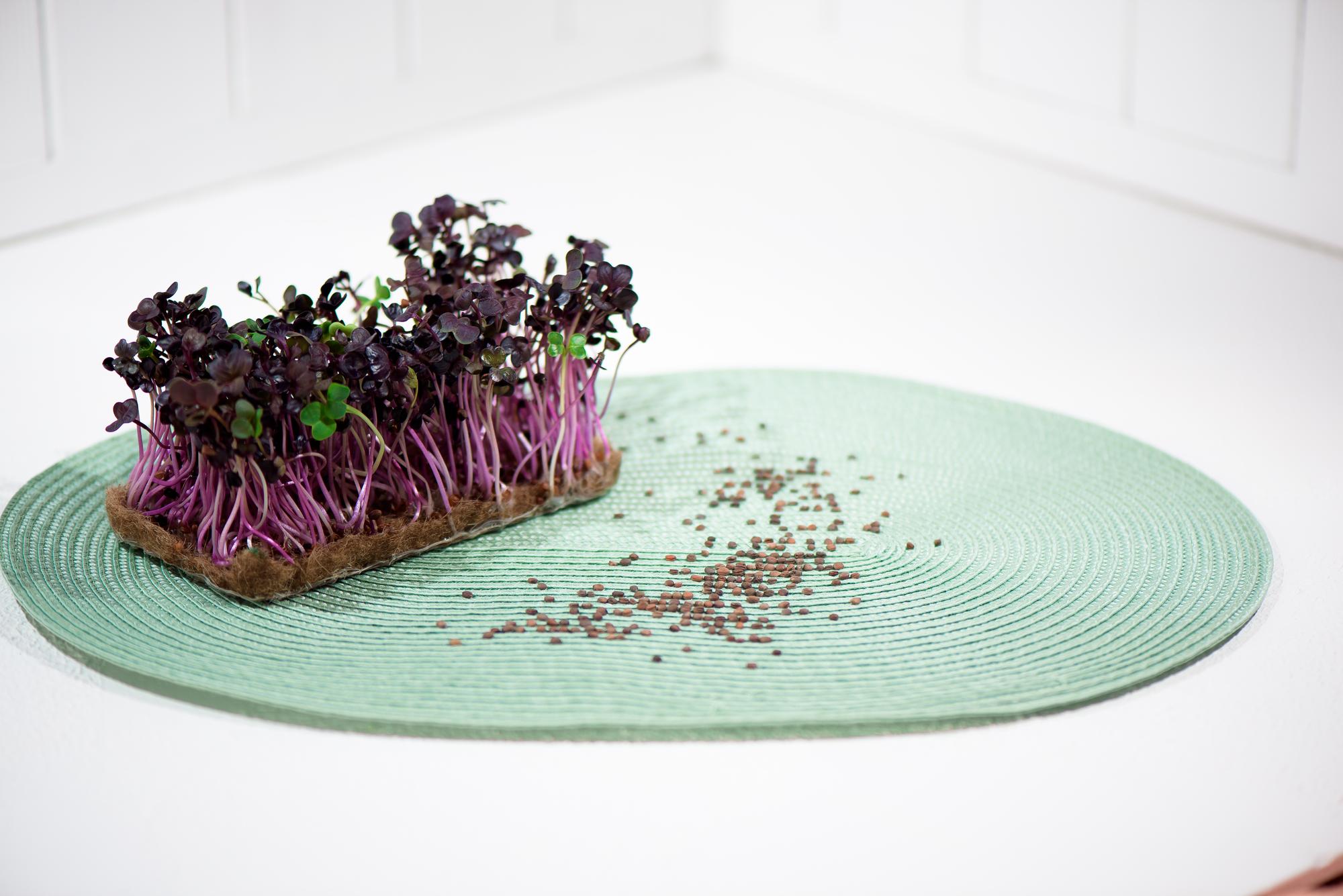 plated seasonal starter with microgreens